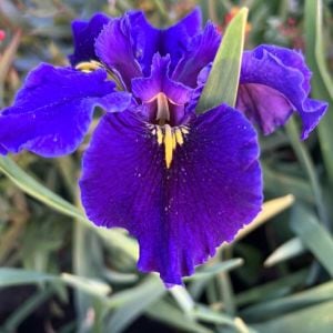 Queen Jean iris Louisiana saksıda yetişmiş süsen