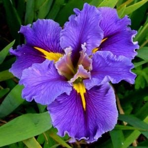 Queen Jean iris Louisiana saksıda yetişmiş süsen