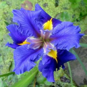 Queen Jean iris Louisiana saksıda yetişmiş süsen