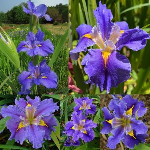 Queen Jean iris Louisiana saksıda yetişmiş süsen