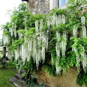 Beyaz salkım wisteria fidanı ithal wisteria sinensis alba