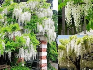 Beyaz salkım wisteria fidanı ithal wisteria sinensis alba
