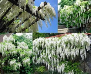Beyaz salkım wisteria fidanı ithal wisteria sinensis alba