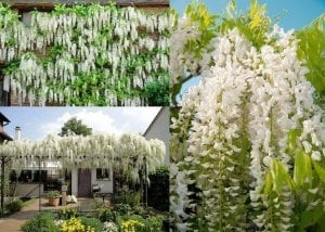Beyaz salkım wisteria fidanı ithal wisteria sinensis alba