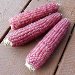 Pembe Tutku atalık cin mısır tohumu patlatmalık