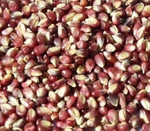 Pembe Tutku atalık cin mısır tohumu patlatmalık