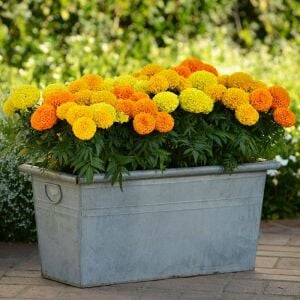 Kadife çiçeği tohumu büyük top çiçekli karışım tagetes