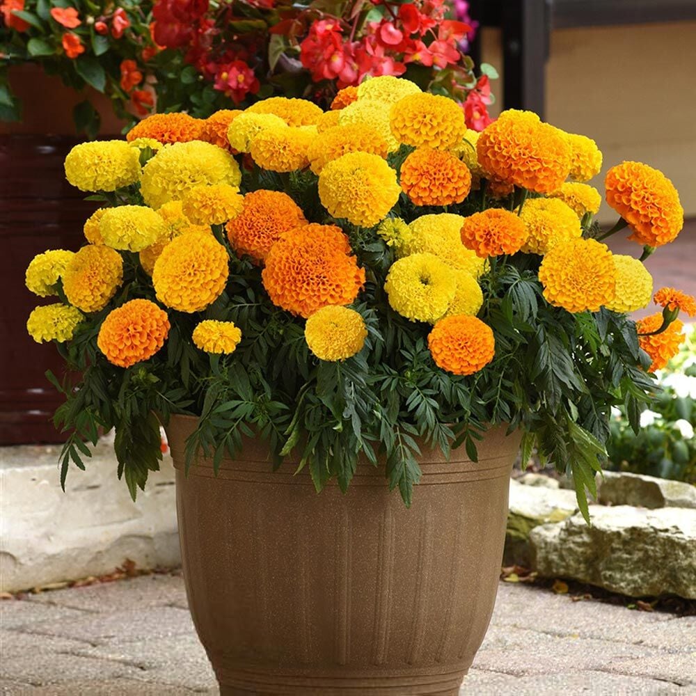 Kadife çiçeği tohumu büyük top çiçekli karışım tagetes