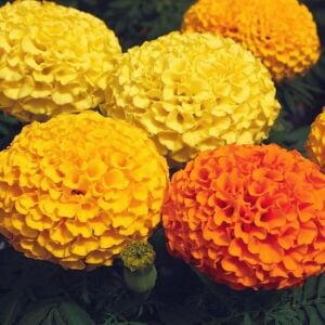 Kadife çiçeği tohumu büyük top çiçekli karışım tagetes