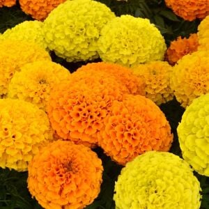 Kadife çiçeği tohumu büyük top çiçekli karışım tagetes