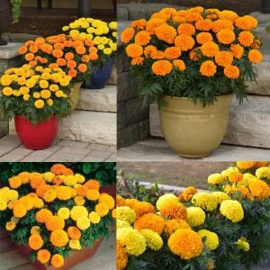 Kadife çiçeği tohumu büyük top çiçekli karışım tagetes