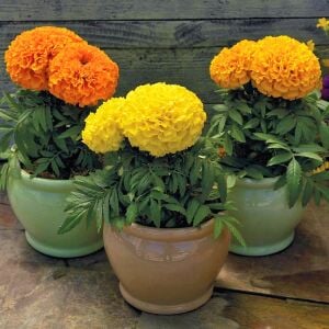 Kadife çiçeği tohumu büyük top çiçekli karışım tagetes