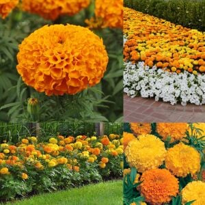 Kadife çiçeği tohumu büyük top çiçekli karışım tagetes