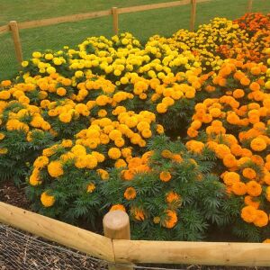 Kadife çiçeği tohumu büyük top çiçekli karışım tagetes