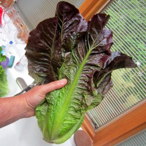 Red romaine kırmızı marul tohumu atalık kışa dayanıklı