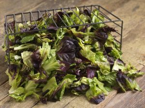 Red romaine kırmızı marul tohumu atalık kışa dayanıklı
