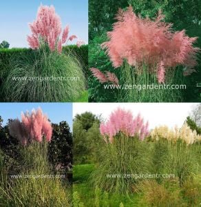 Pembe pampas fidesi cortaderia selloana süs sazı