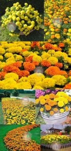Kadife çiçeği tohumu büyük top çiçekli karışım tagetes