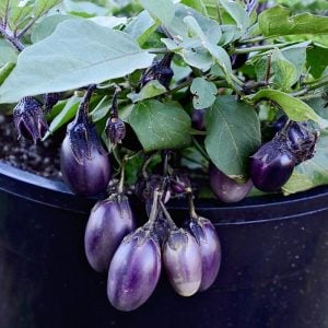 Saksılık patlıcan tohumu patio purple bush