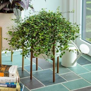 Muehlenbeckia fidesi complexa minero
