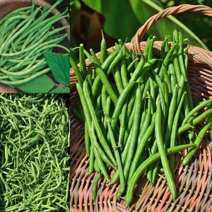 Atalık Beananza Çalı fasulye tohumu oturak tip