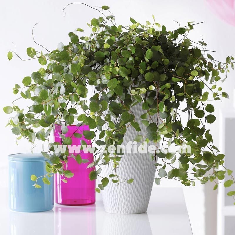 Muehlenbeckia fidesi complexa minero