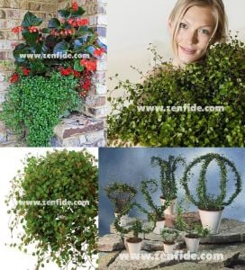 Muehlenbeckia fidesi maidenhair vine creeping wire