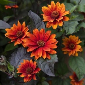 Kanayan Kalpler heliopsis tohumu çok yıllık kalıcı bleeding hearts