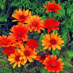 Kanayan Kalpler heliopsis tohumu çok yıllık kalıcı bleeding hearts
