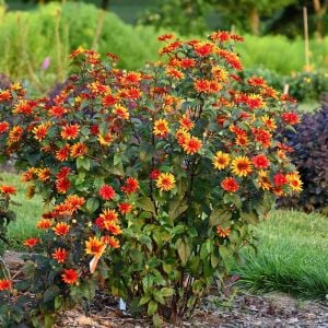 Kanayan Kalpler heliopsis tohumu çok yıllık kalıcı bleeding hearts