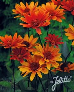 Kanayan Kalpler heliopsis tohumu çok yıllık kalıcı bleeding hearts