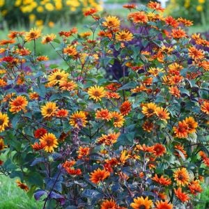 Kanayan Kalpler heliopsis tohumu çok yıllık kalıcı bleeding hearts