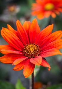 Kanayan Kalpler heliopsis tohumu çok yıllık kalıcı bleeding hearts