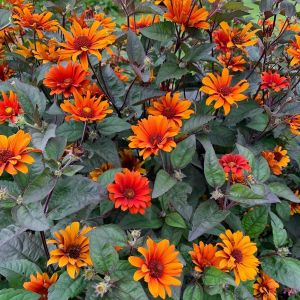 Kanayan Kalpler heliopsis tohumu çok yıllık kalıcı bleeding hearts