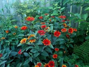 Kanayan Kalpler heliopsis tohumu çok yıllık kalıcı bleeding hearts