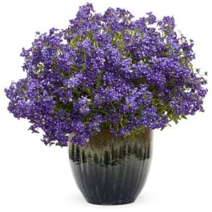 Kokulu mavi nemezya çiçeği fidesi nemesia mareto blue