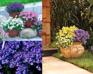 Kokulu mavi nemezya çiçeği fidesi nemesia mareto blue