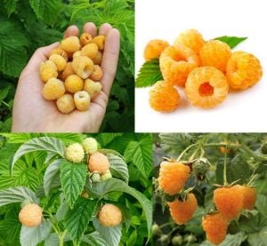 Sarı frambuaz fidanı ithal rubus yellow raspberry fall gold