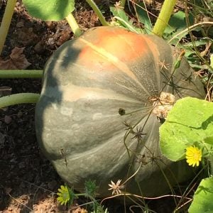 Strawberry crown kışlık kabak tohumu winter squash