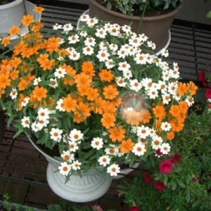 Yayılıcı çalı zinnia tohumu kirli hanım angustifolia