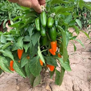 Turuncu jalapeno acı biber tohumu orange spice jalapeno