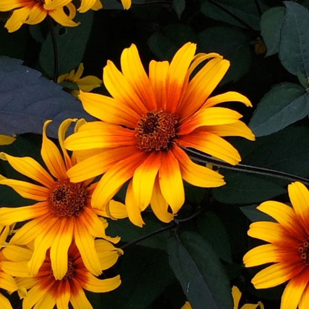 Kalp Yangını heliopsis tohumu çok yıllık kalıcı burning hearts