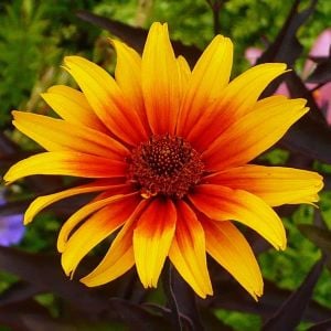 Kalp Yangını heliopsis tohumu çok yıllık kalıcı burning hearts