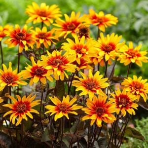 Kalp Yangını heliopsis tohumu çok yıllık kalıcı burning hearts