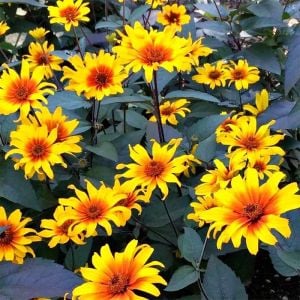 Kalp Yangını heliopsis tohumu çok yıllık kalıcı burning hearts
