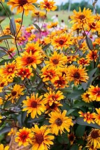 Kalp Yangını heliopsis tohumu çok yıllık kalıcı burning hearts