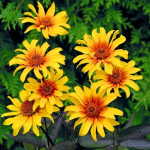 Kalp Yangını heliopsis tohumu çok yıllık kalıcı burning hearts