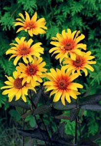Kalp Yangını heliopsis tohumu çok yıllık kalıcı burning hearts