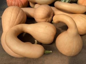 Kanada eğriboyun kışlık kabak tohumu winter squash