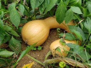 Kanada eğriboyun kışlık kabak tohumu winter squash